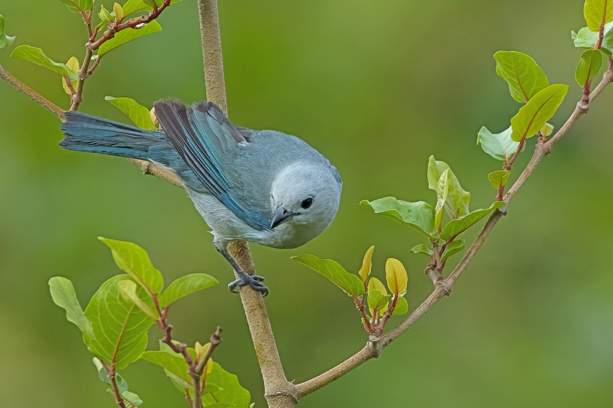Blue-gray Tanager - ML619953453