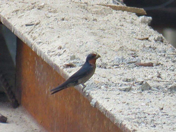 Pacific Swallow (Pacific) - ML619953462