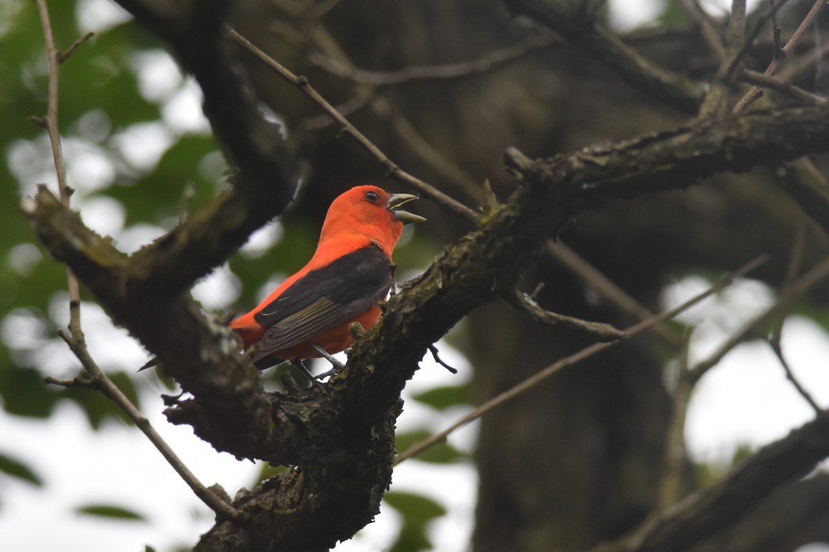 Scarlet Tanager - ML619953463