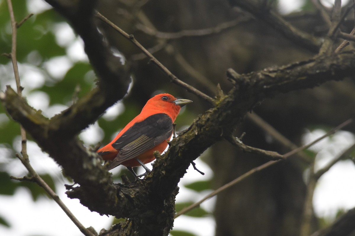 Scarlet Tanager - ML619953471