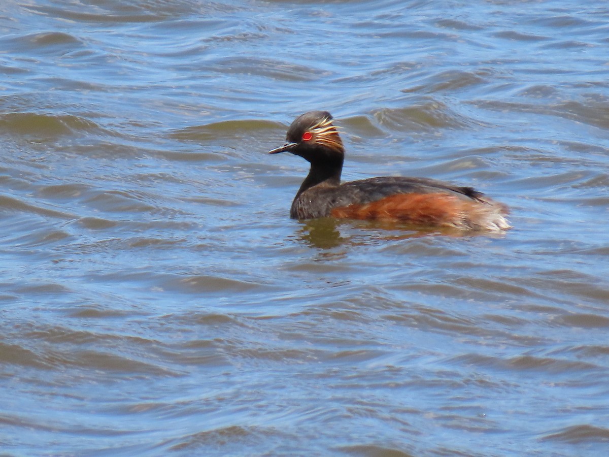 Eared Grebe - ML619953475