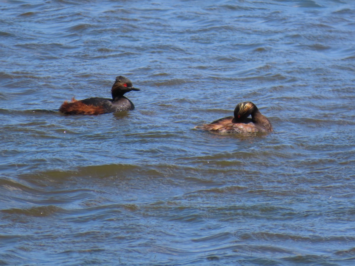 Eared Grebe - ML619953477