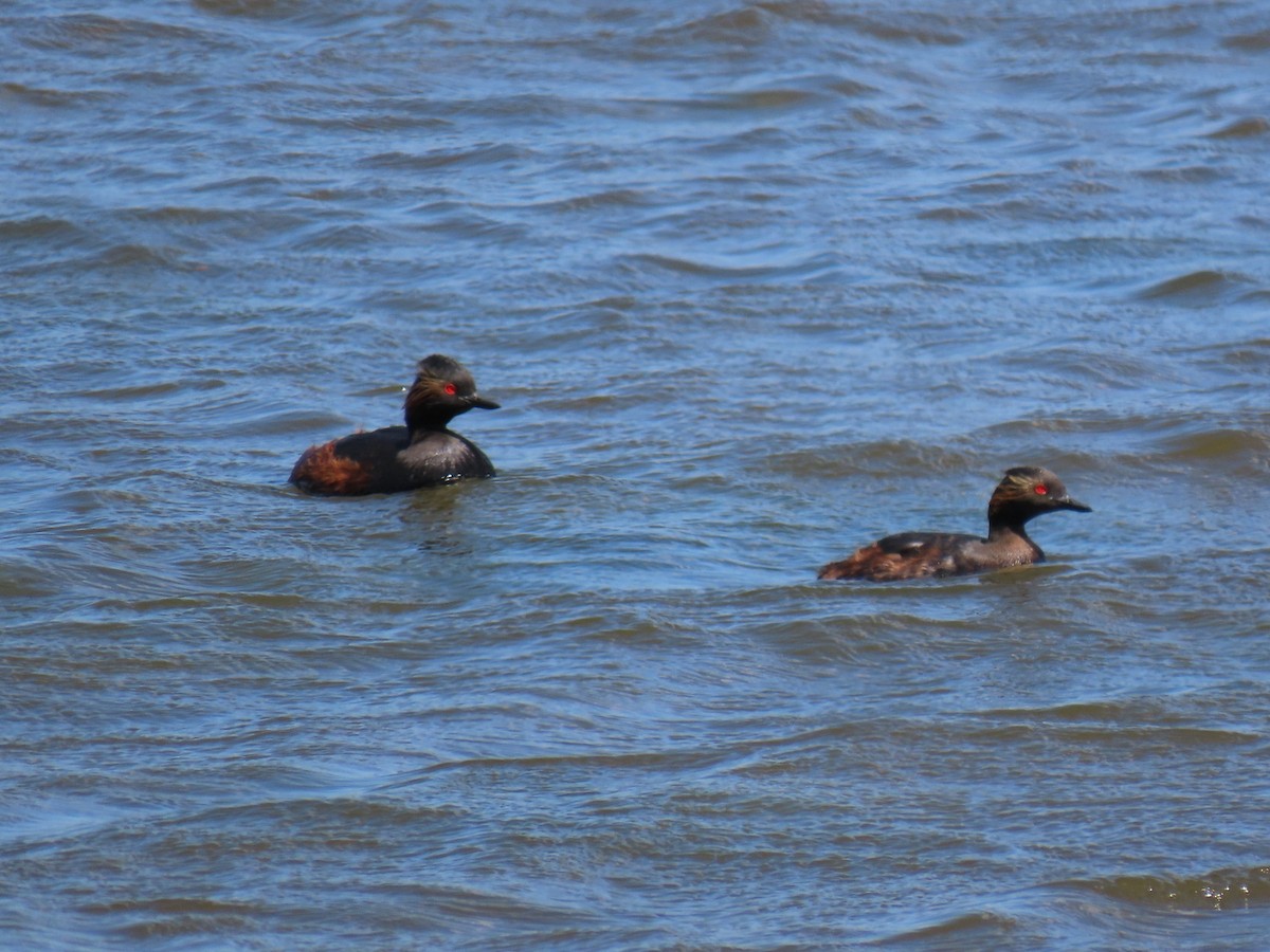 Eared Grebe - ML619953478