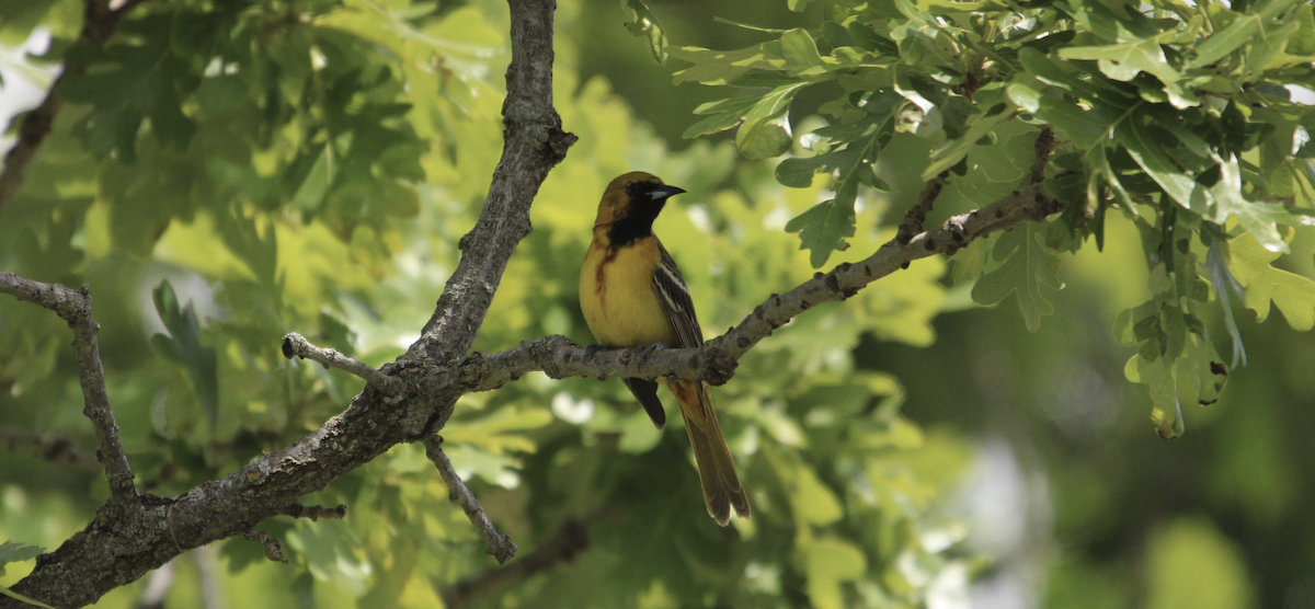Orchard Oriole - ML619953479