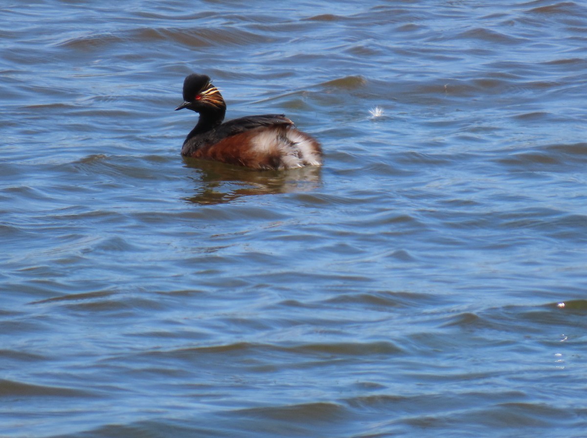 Eared Grebe - ML619953480