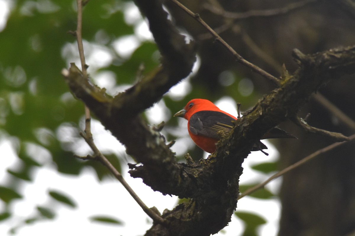Scarlet Tanager - ML619953481