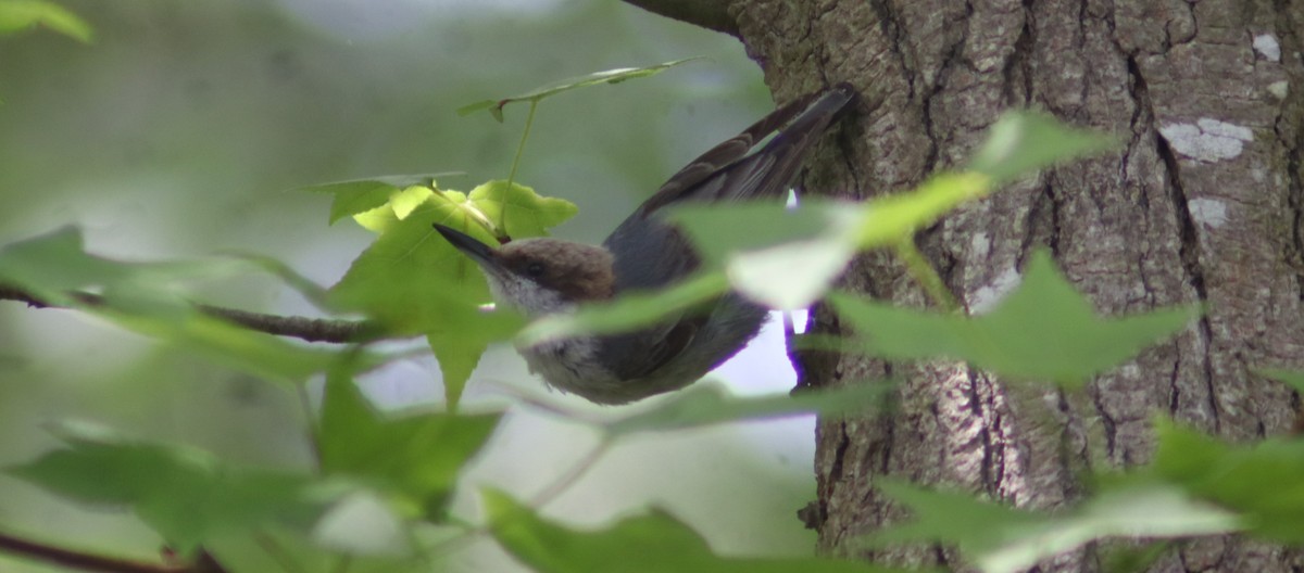 Brown-headed Nuthatch - ML619953482