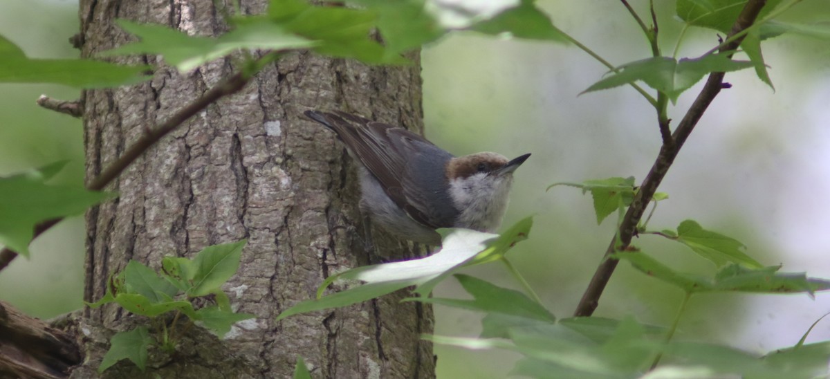 Brown-headed Nuthatch - ML619953494