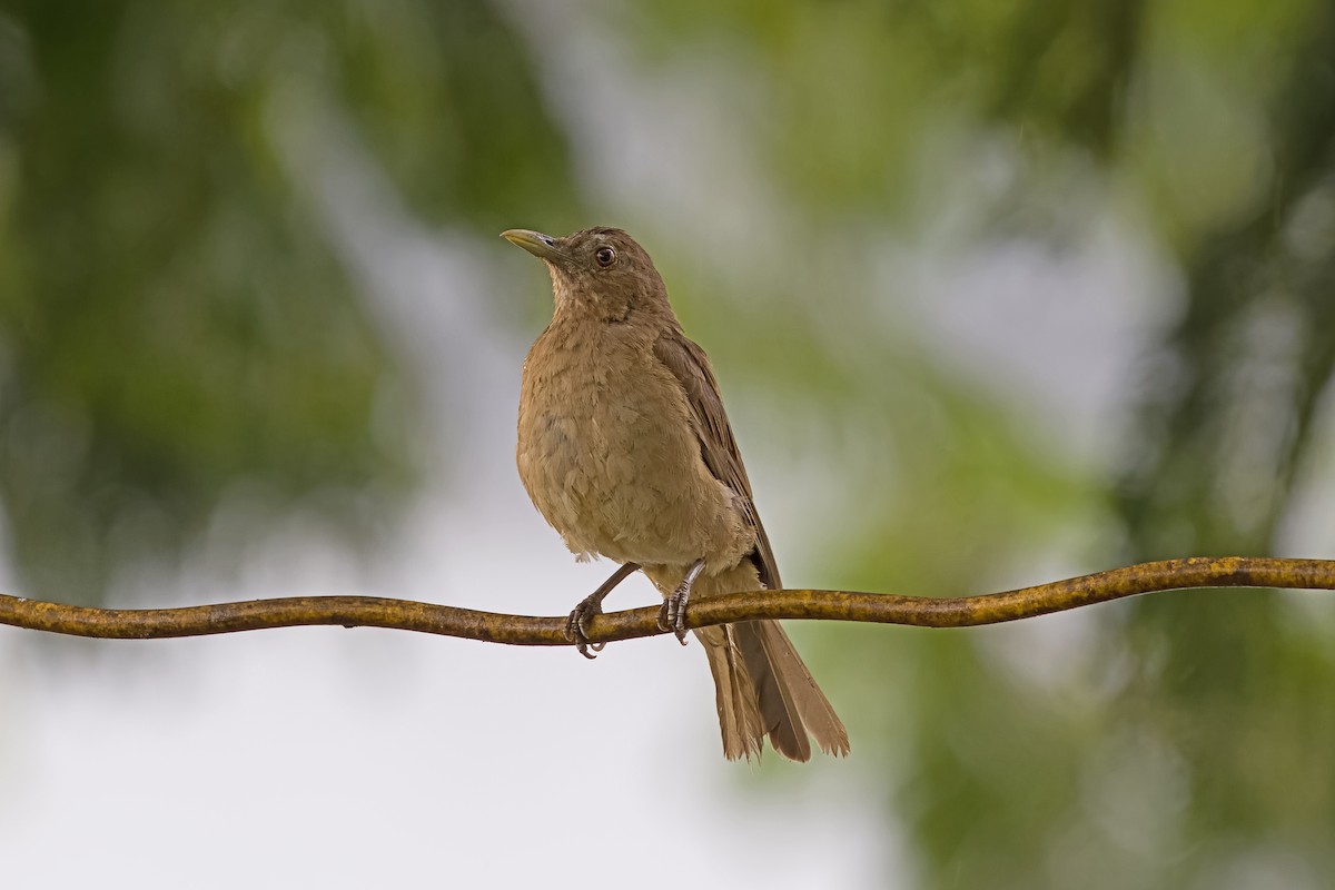 Clay-colored Thrush - Vic Hubbard