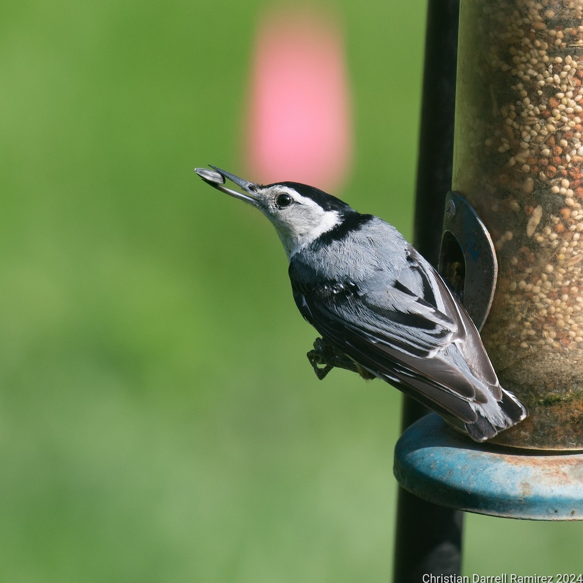 White-breasted Nuthatch - ML619953535