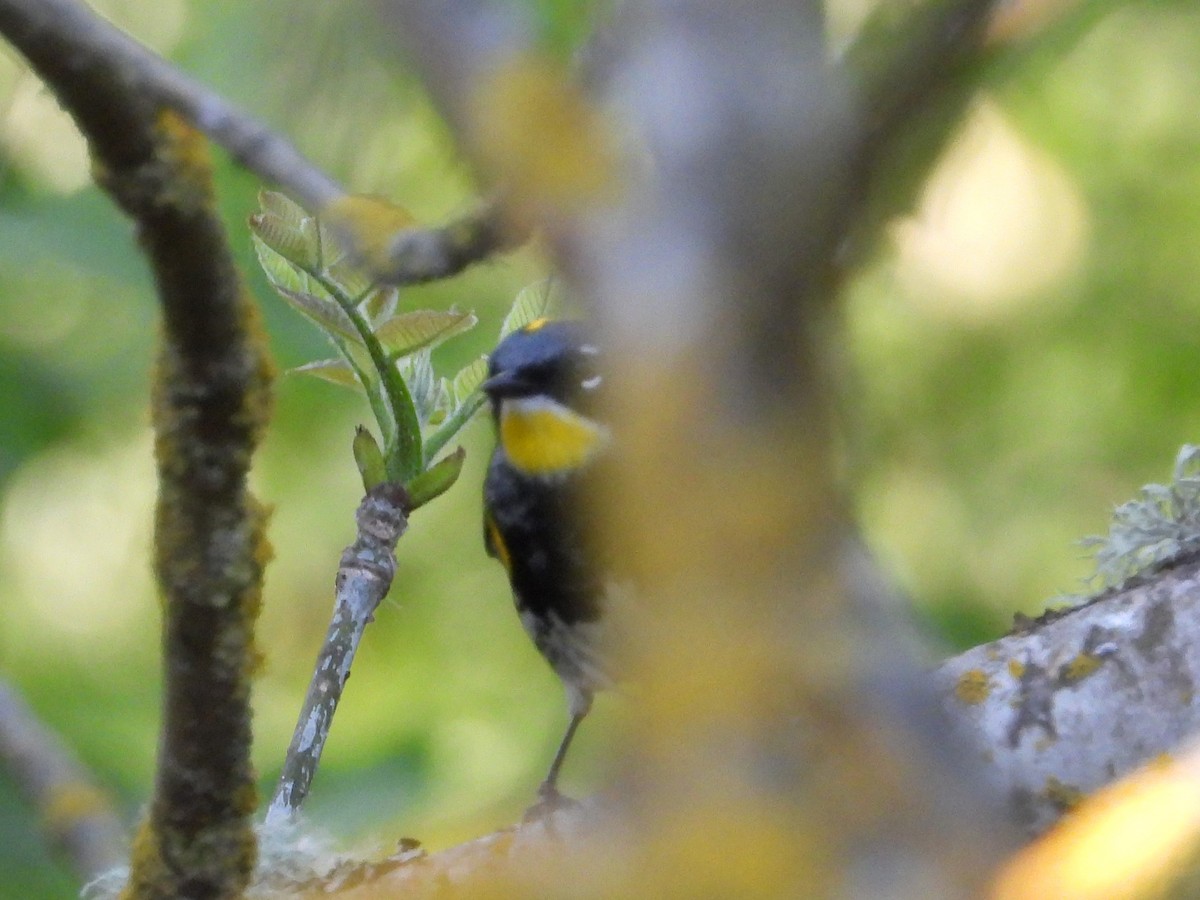 lesňáček žlutoskvrnný (ssp. coronata x auduboni) - ML619953542
