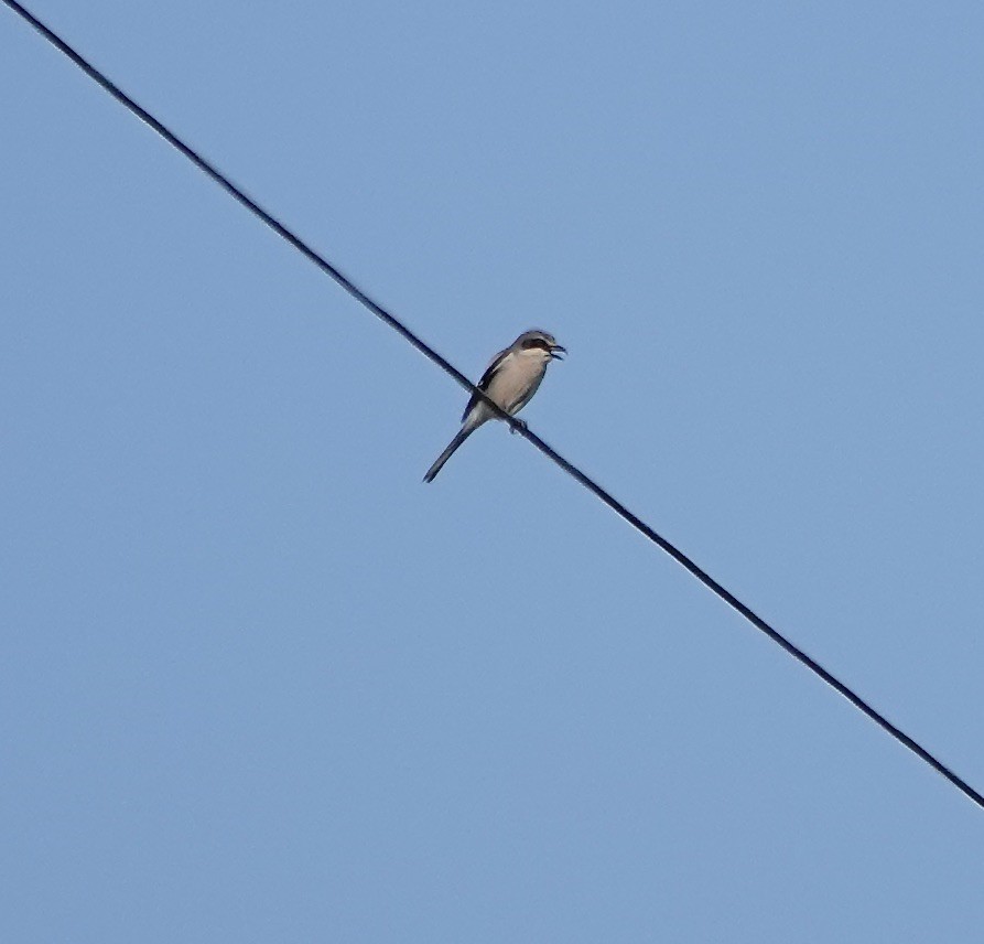 Iberian Gray Shrike - ML619953552