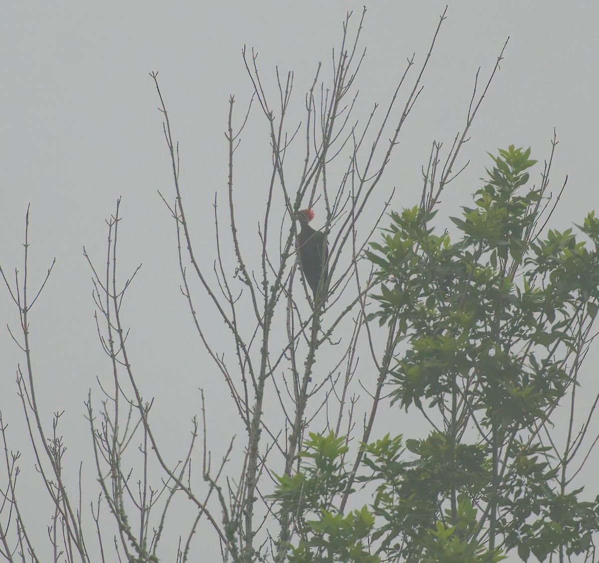 Pileated Woodpecker - ML619953566