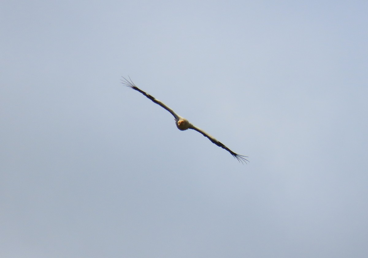 Egyptian Vulture - ML619953567