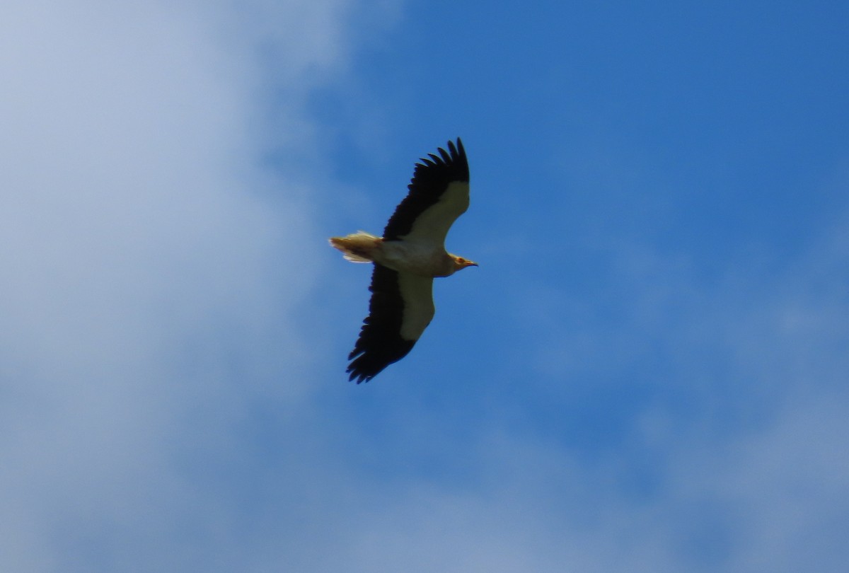 Egyptian Vulture - ML619953569