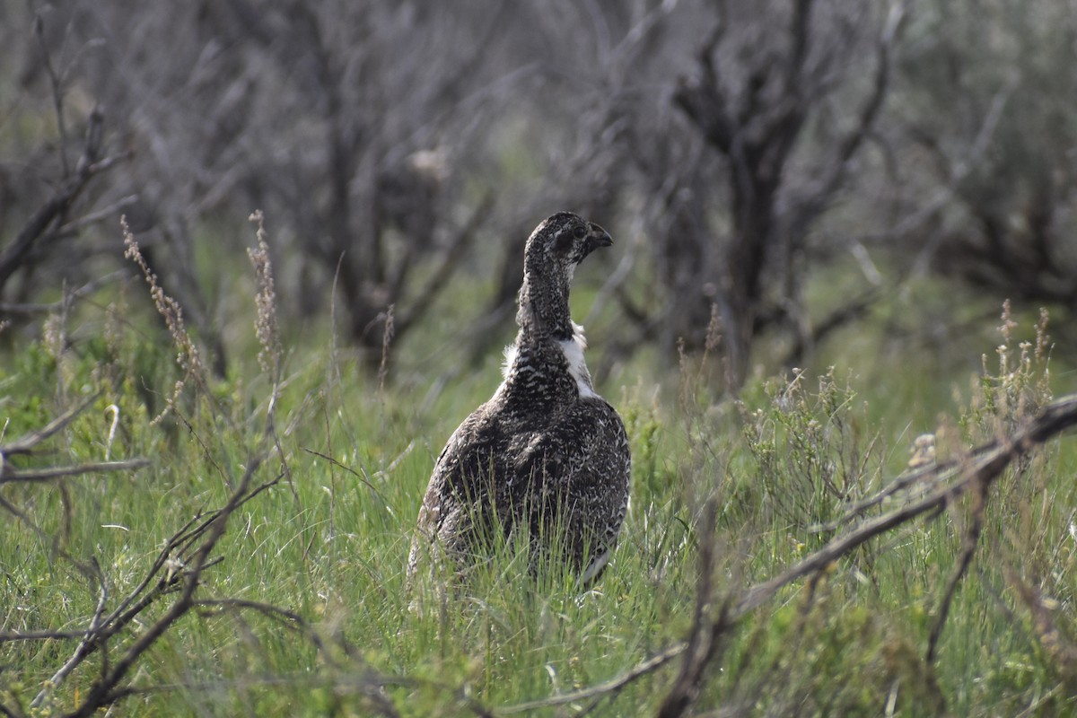 Greater Sage-Grouse - ML619953574