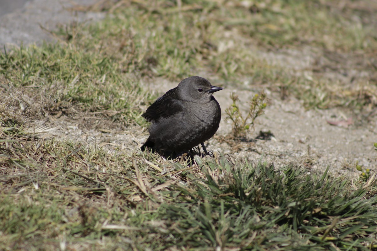 Brewer's Blackbird - ML619953578