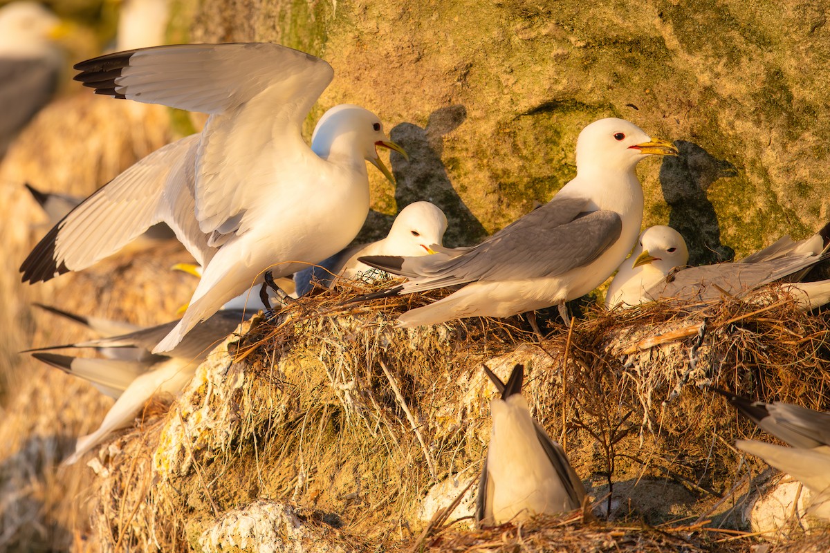 Black-legged Kittiwake - ML619953580