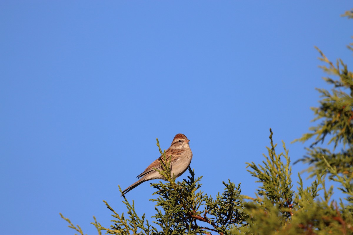 Clay-colored Sparrow - ML619953585