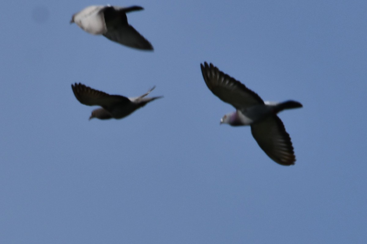 Rock Pigeon (Feral Pigeon) - ML619953603