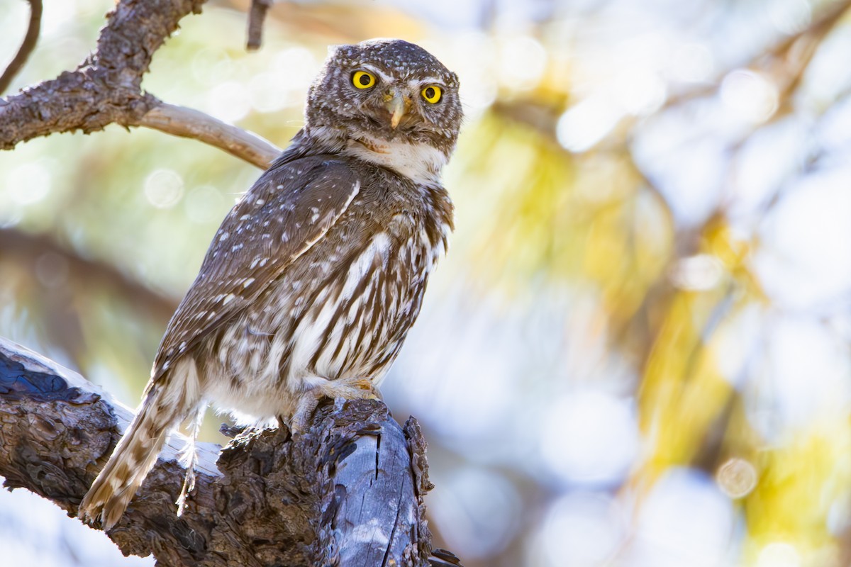 Northern Pygmy-Owl (Mountain) - ML619953623