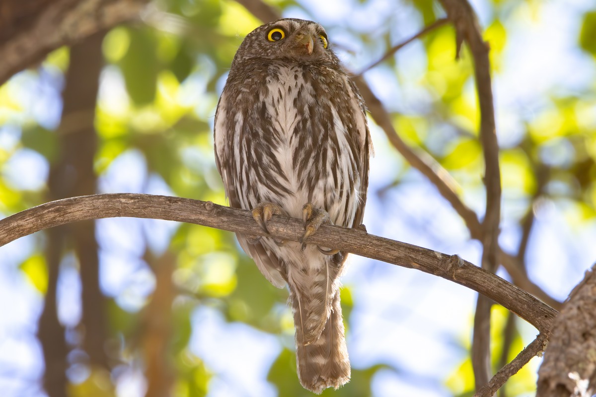 Northern Pygmy-Owl (Mountain) - ML619953624