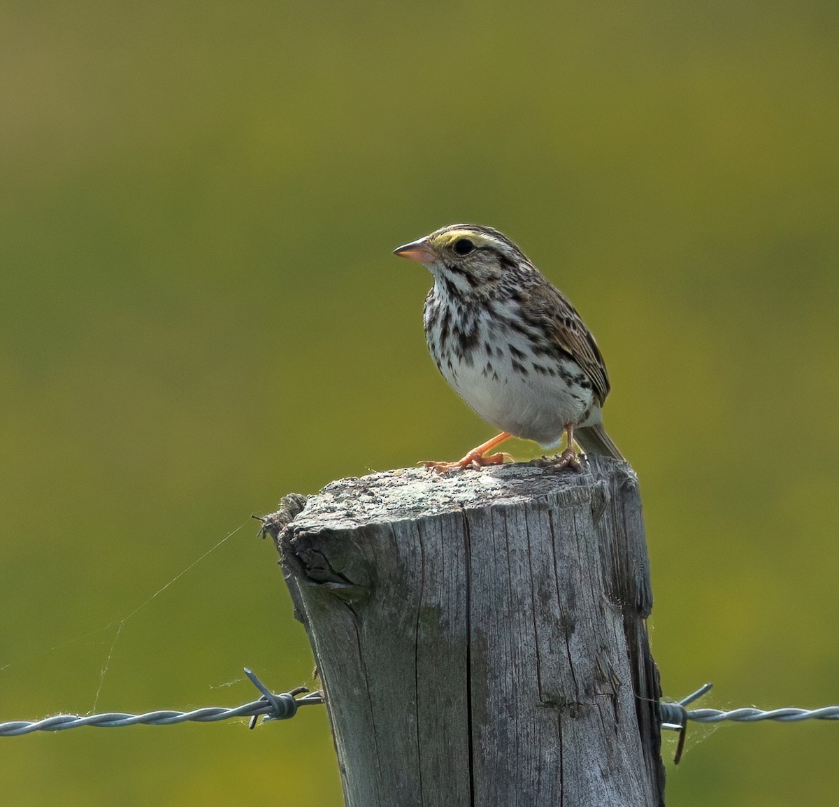 Savannah Sparrow - ML619953628