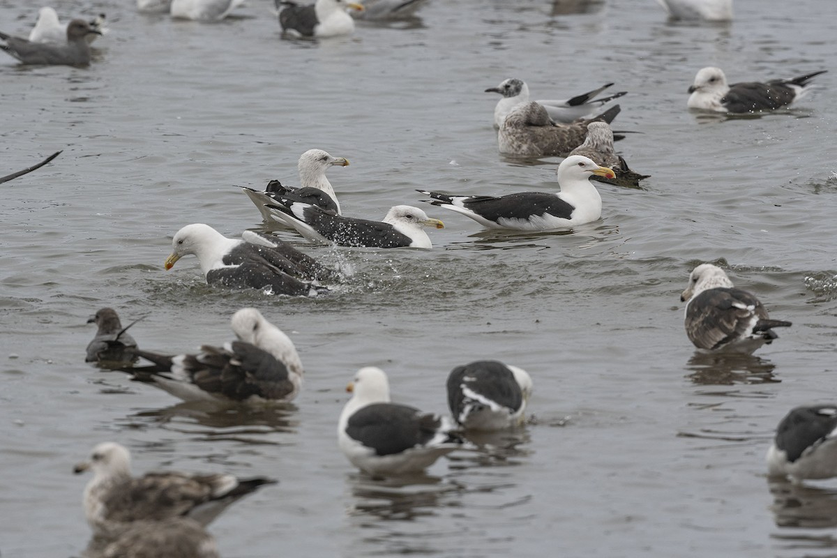 Kelp Gull - ML619953634