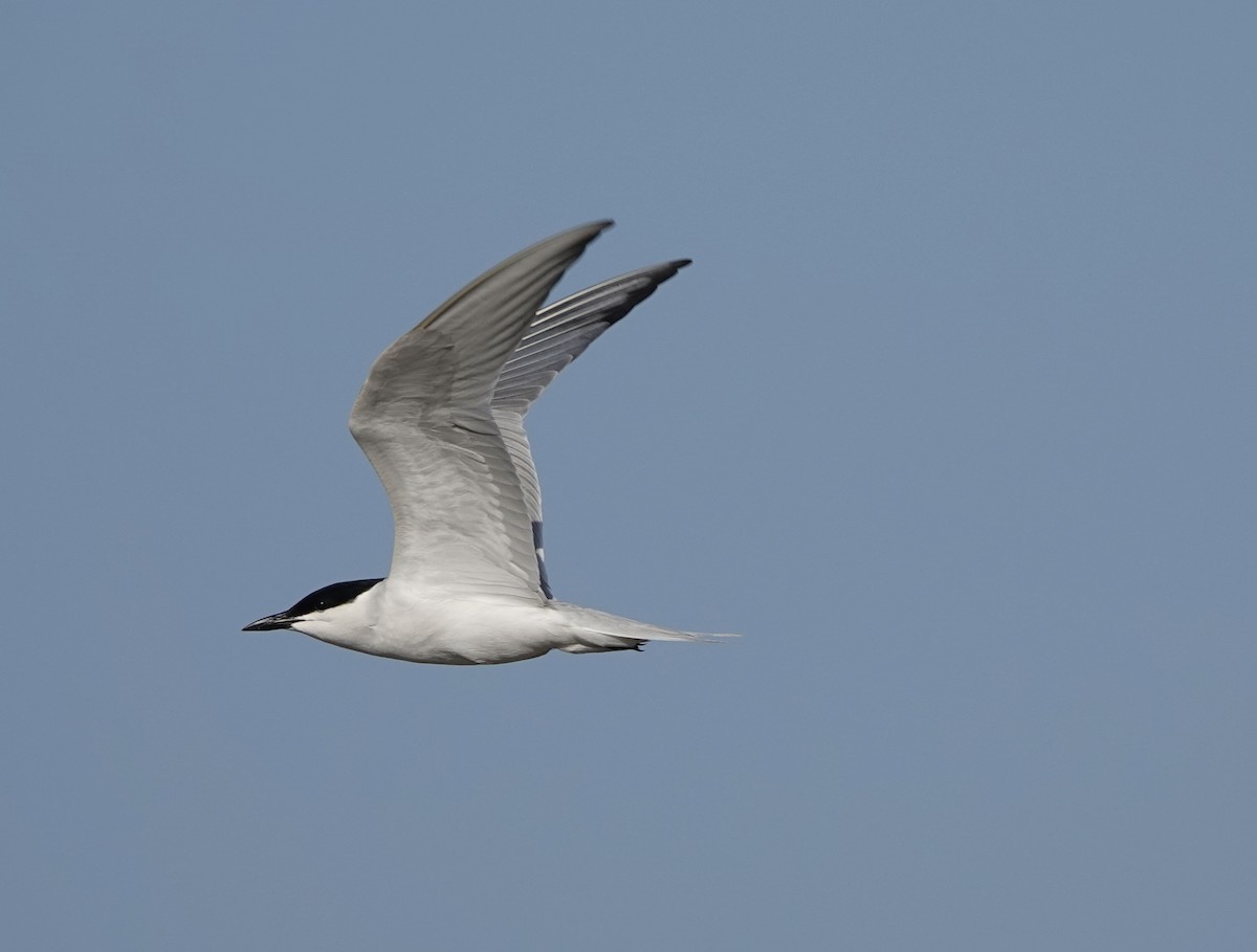 Gull-billed Tern - ML619953644