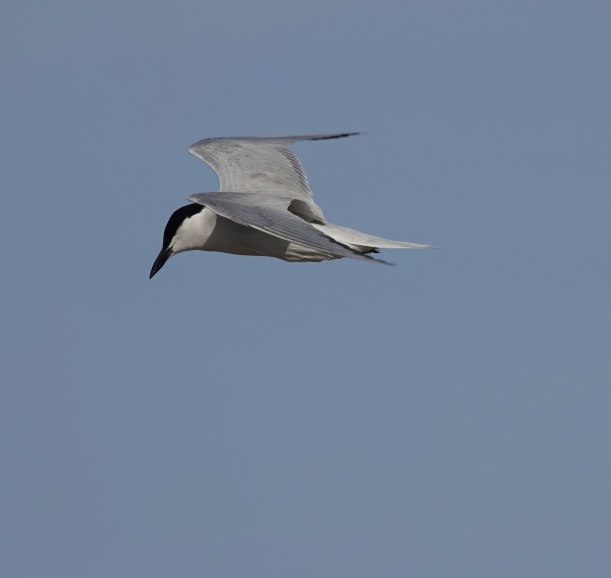 Gull-billed Tern - ML619953645