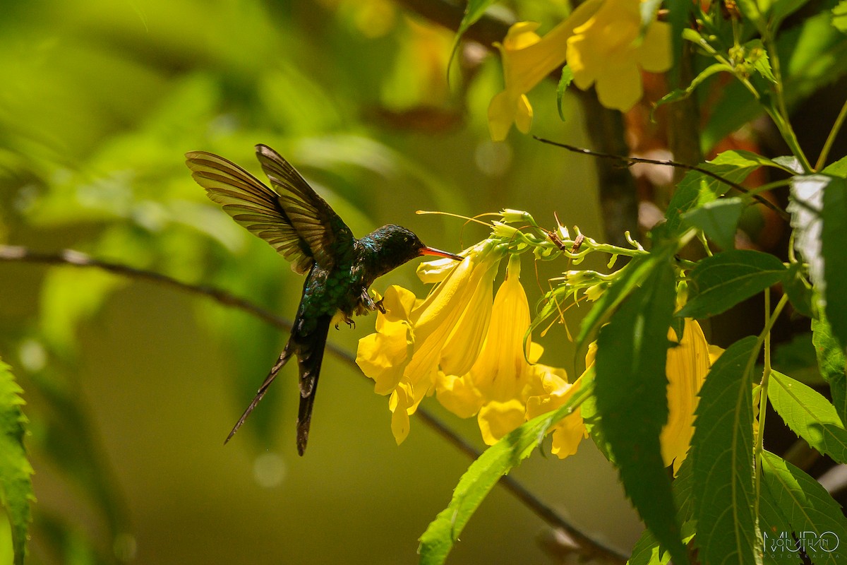 Golden-crowned Emerald - ML619953654