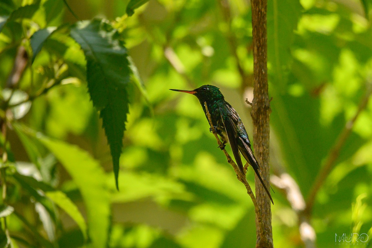 Golden-crowned Emerald - ML619953655