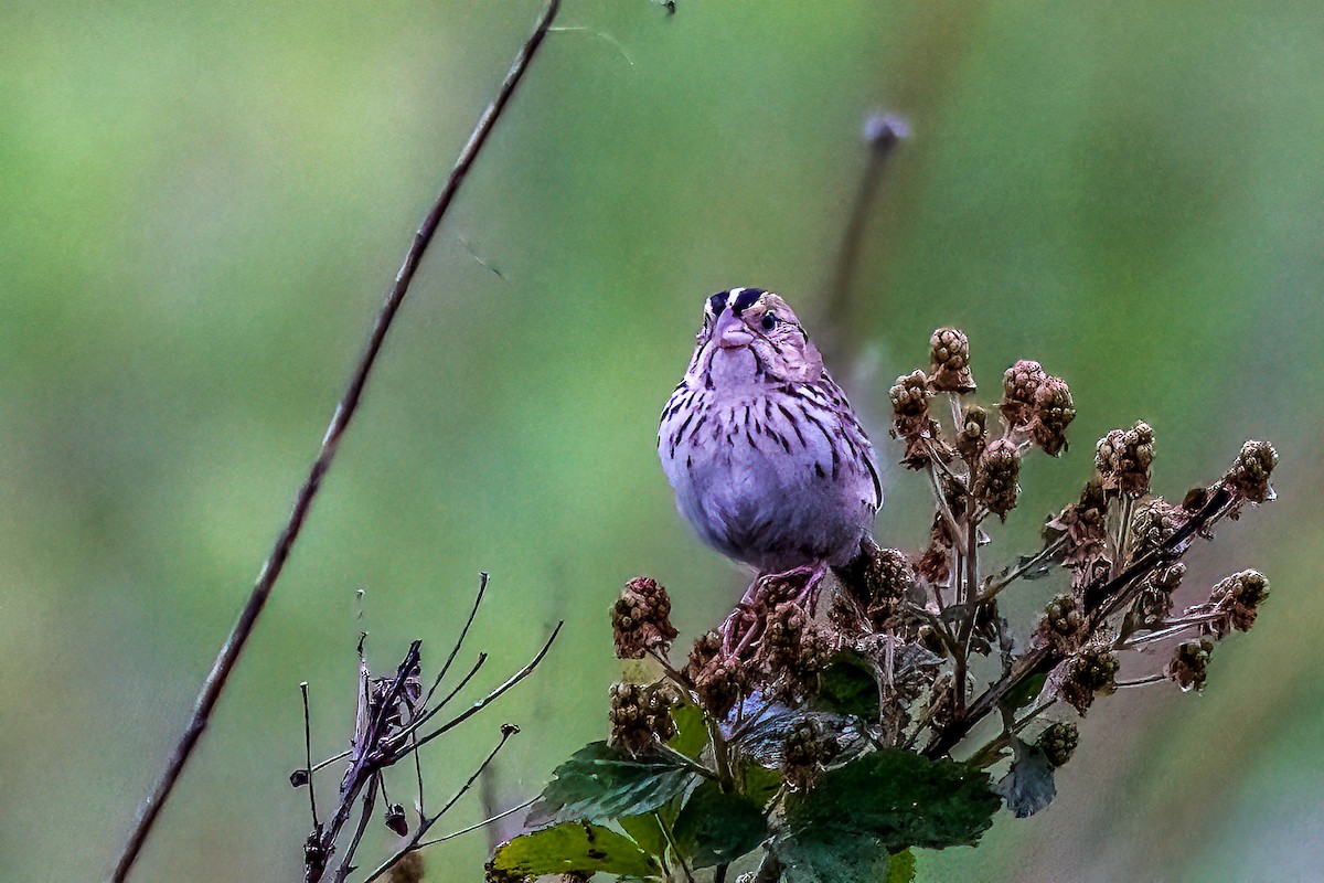 Henslow's Sparrow - Gustino Lanese