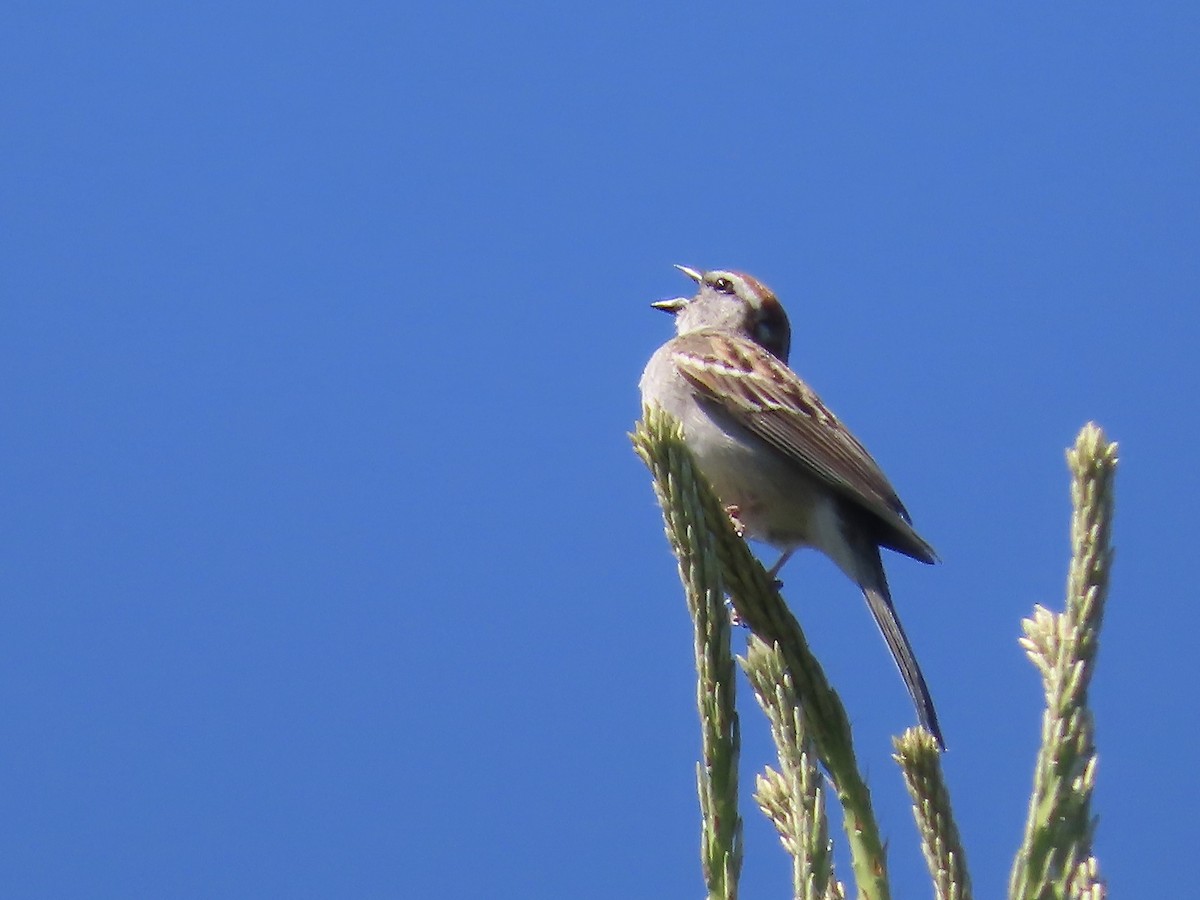 Chipping Sparrow - ML619953678