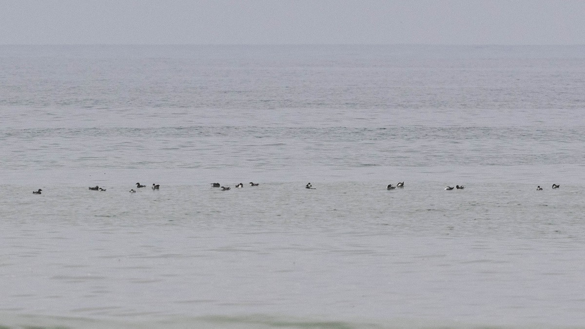 Peruvian Diving-Petrel - ML619953694