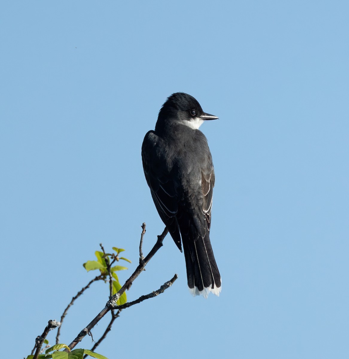 Eastern Kingbird - ML619953704