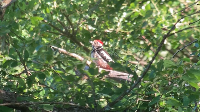 Middle Spotted Woodpecker - ML619953709