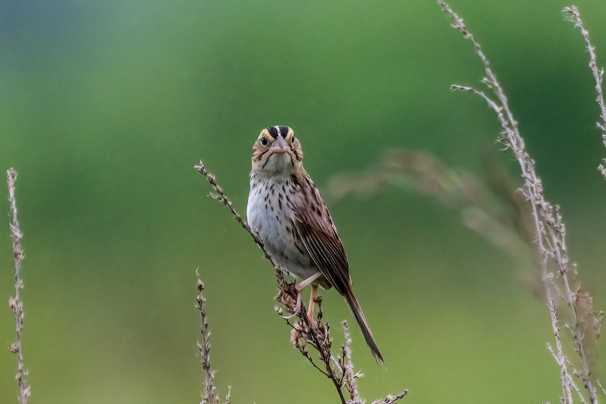 Henslow's Sparrow - ML619953729