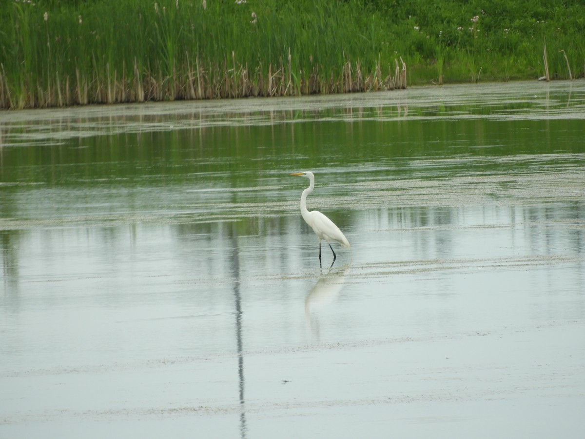 Great Egret - ML619953730