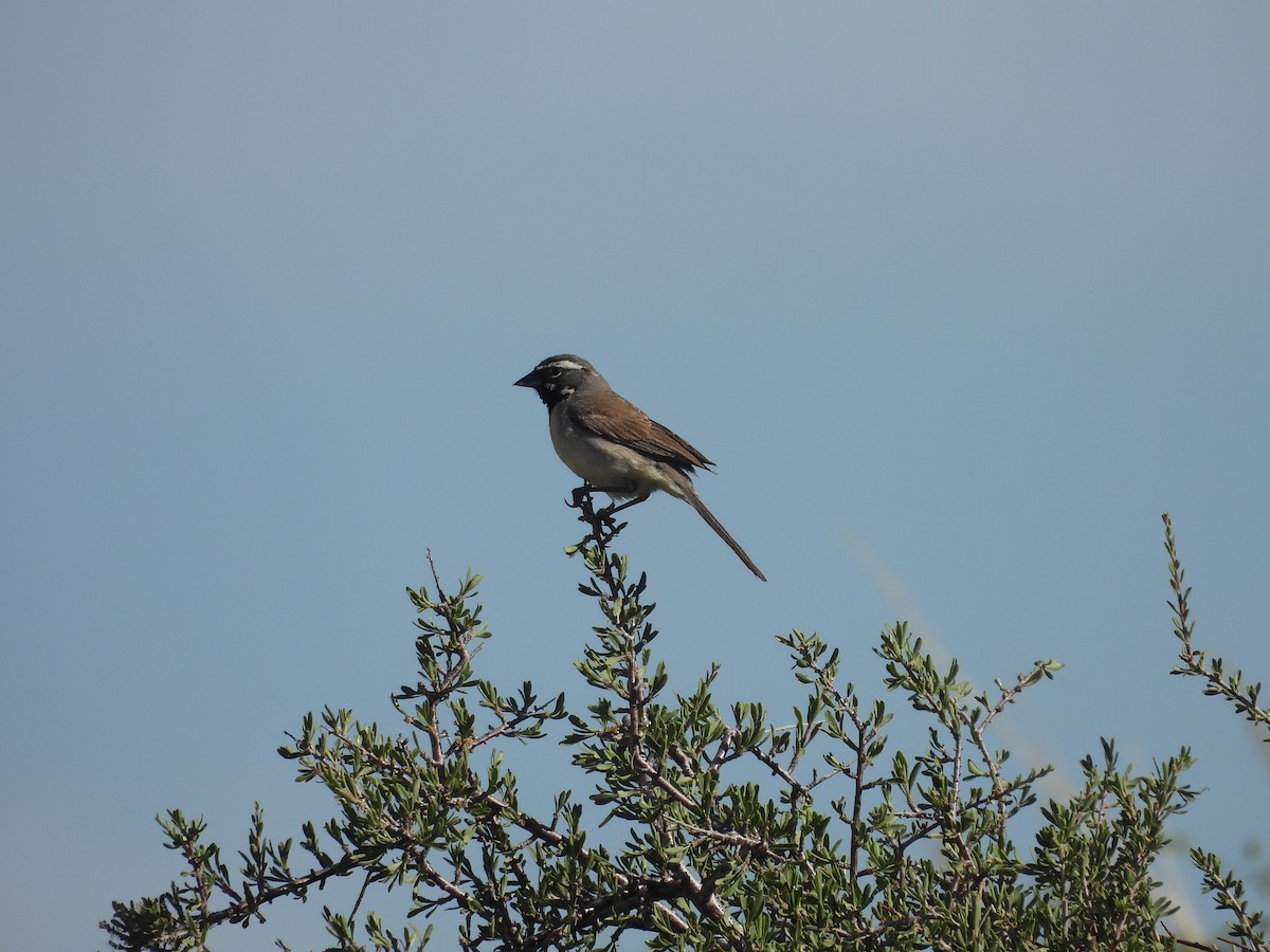 Black-throated Sparrow - ML619953733