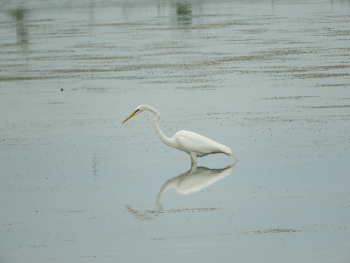 Great Egret - ML619953748