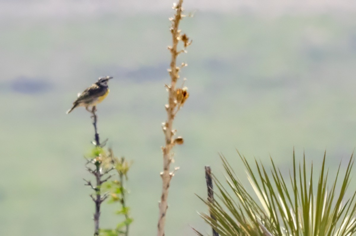 Chihuahuan Meadowlark - ML619953761