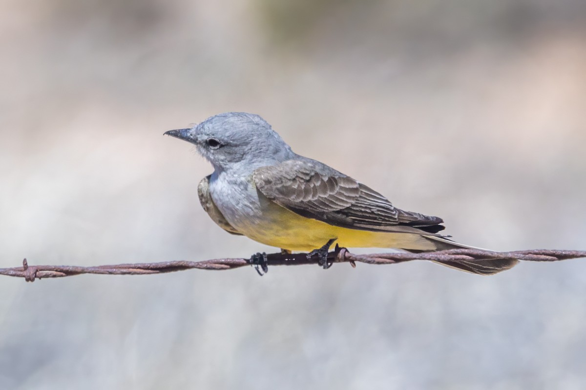 Western Kingbird - ML619953764