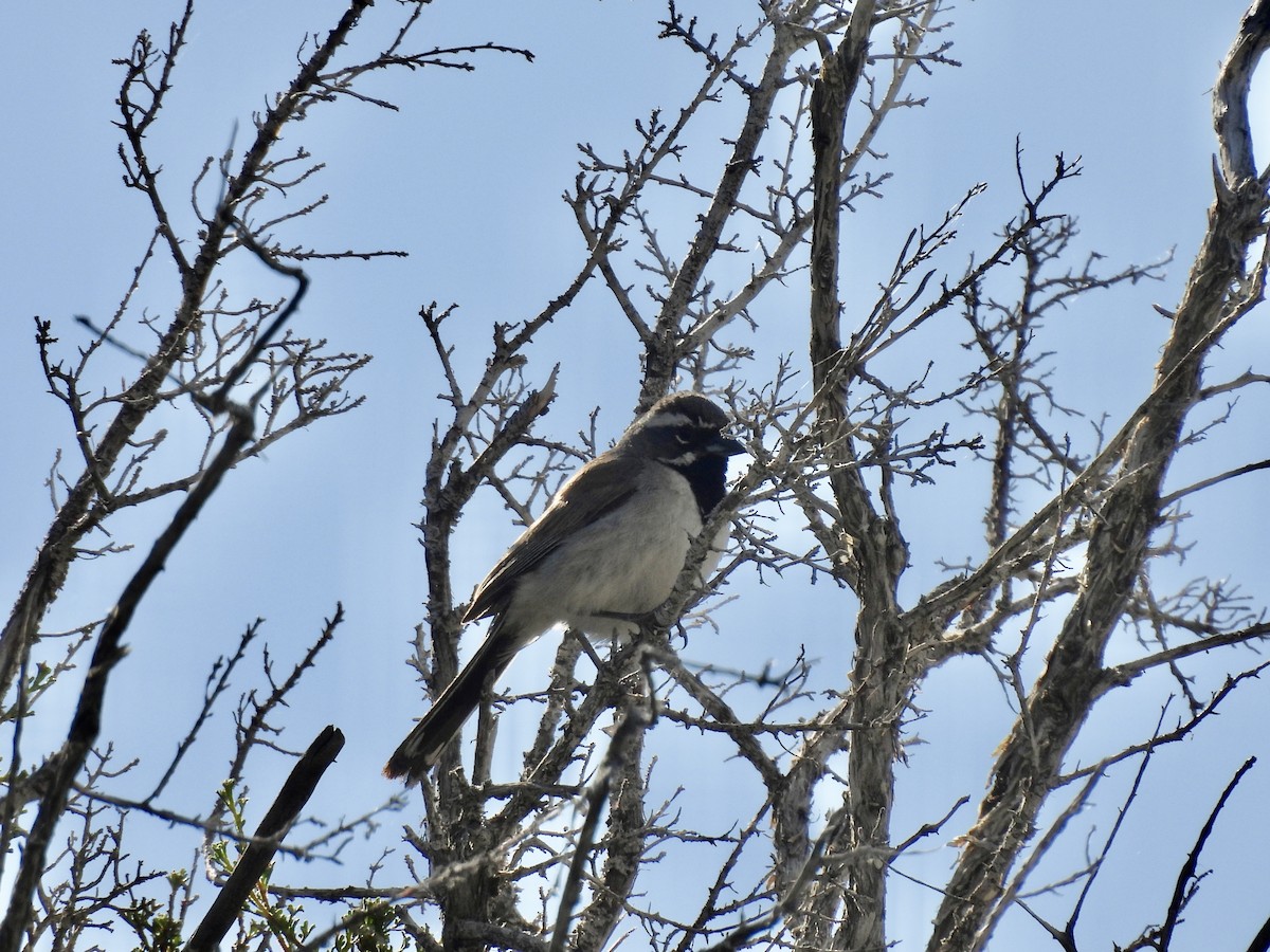 Black-throated Sparrow - ML619953776