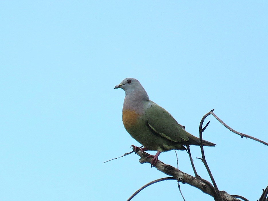 Pink-necked Green-Pigeon - ML619953778