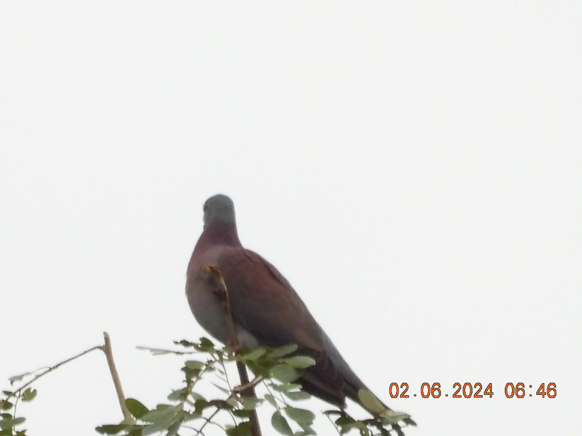 Рыжспинный голубь - ML619953779
