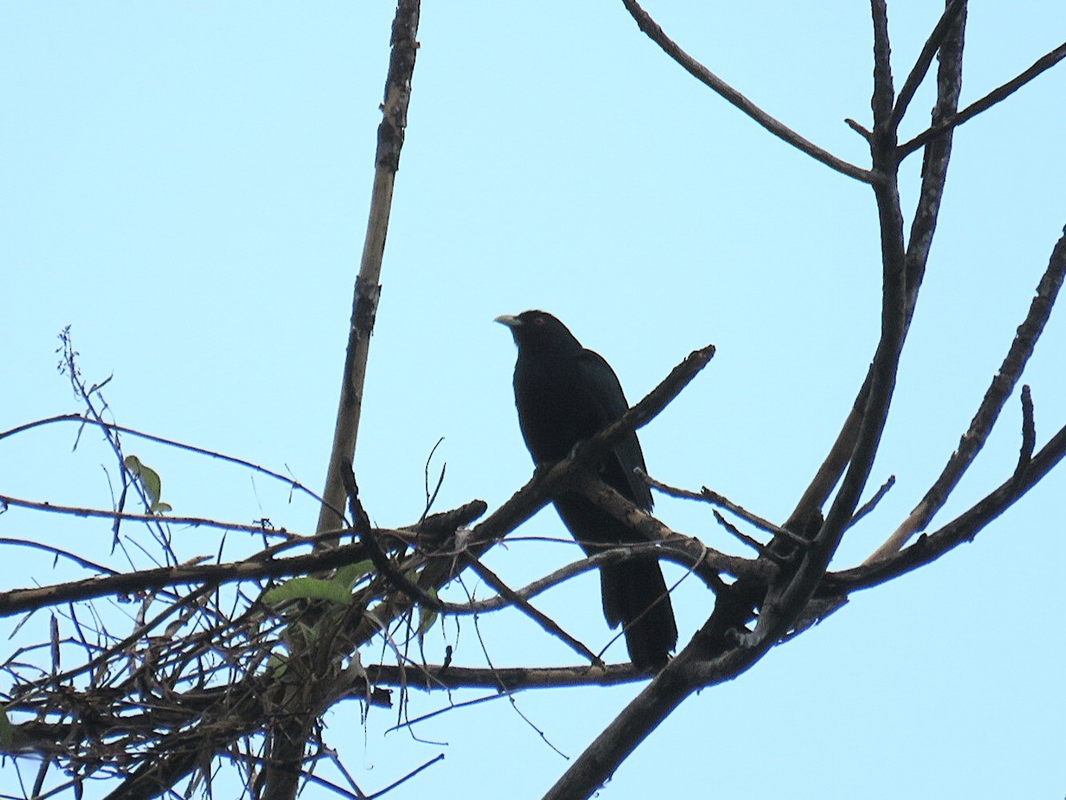 Asian Koel - ML619953792