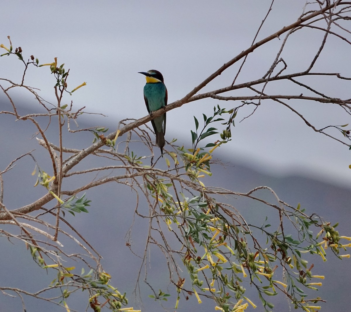 European Bee-eater - ML619953811