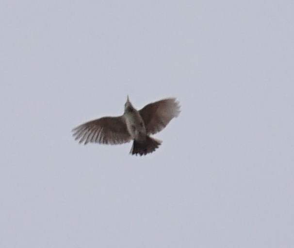 Crested Lark - ML619953818