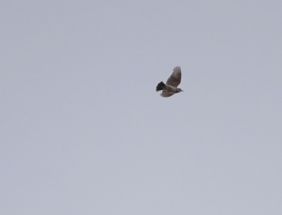 Crested Lark - ML619953819